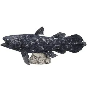 Zviera Coelacanth 3D Papier Model DIY Ručne vyrobený Papier Formy Model Hračka